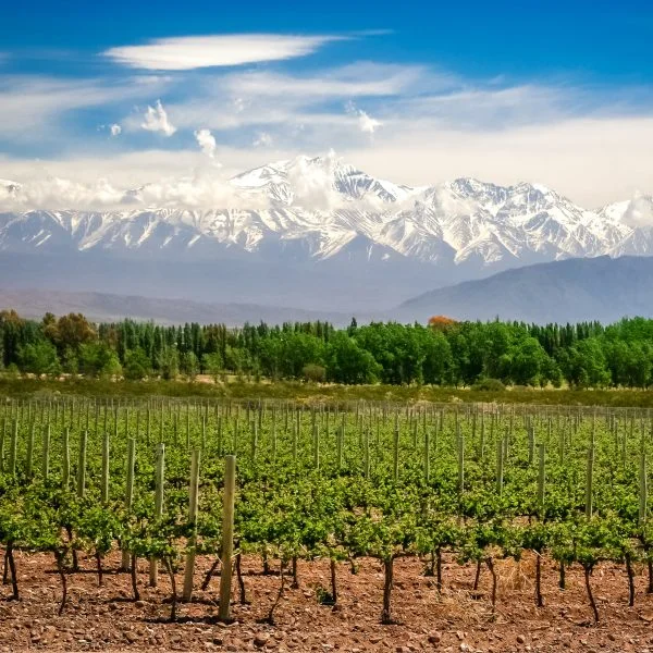 Paquete Buenos Aires y Mendoza 2026 desde Panamá | Vinos y más en Argentina